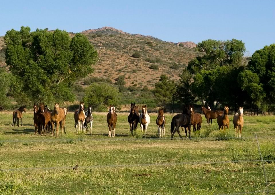 Line of horses